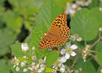 Silver-washed Fritillary, Argynnis paphia, female